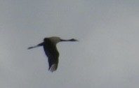 Sandhill Crane (Greater) - ML636039856