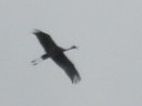 Sandhill Crane (Greater) - ML636039857