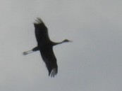 Sandhill Crane (Greater) - ML636039858