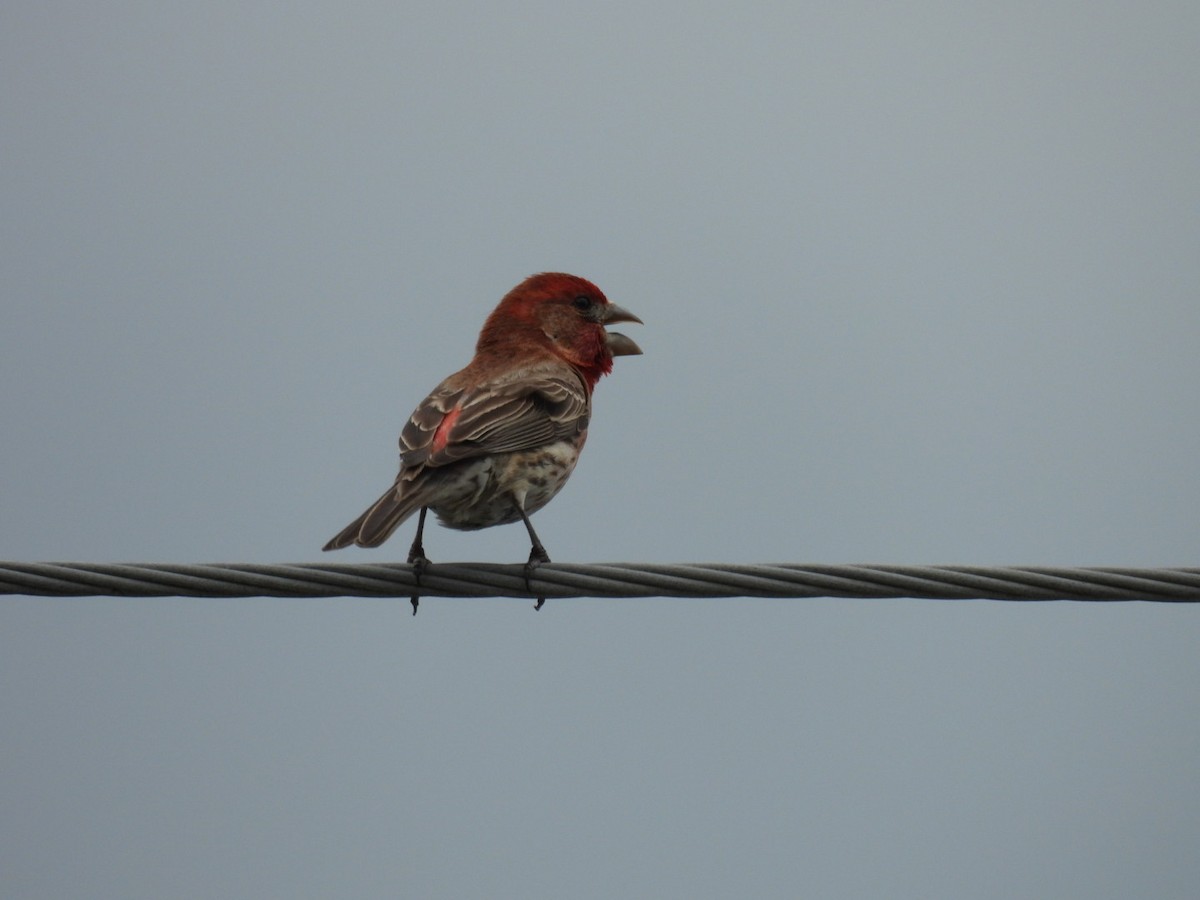House Finch - ML636039871