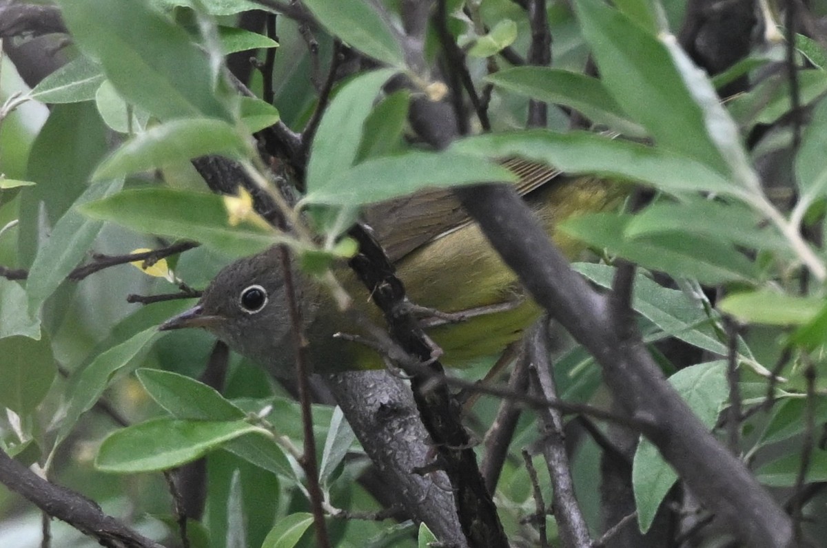 Connecticut Warbler - ML636039875