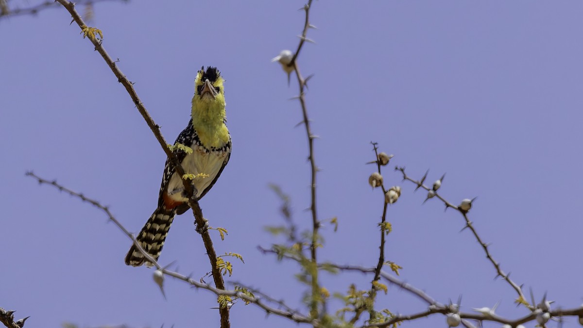 Yellow-breasted Barbet - ML636039890