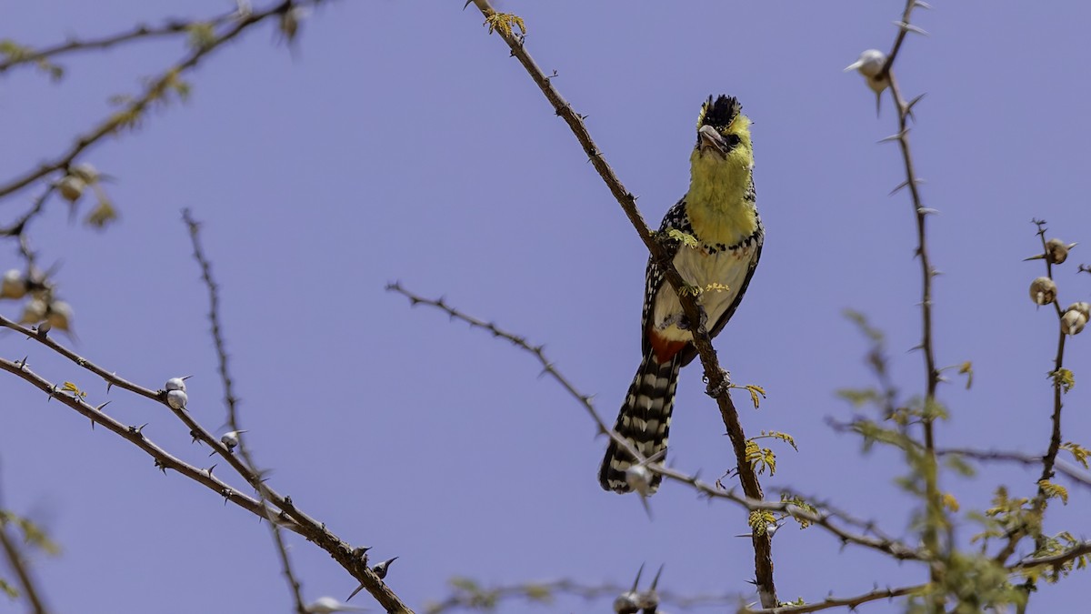 Yellow-breasted Barbet - ML636039891