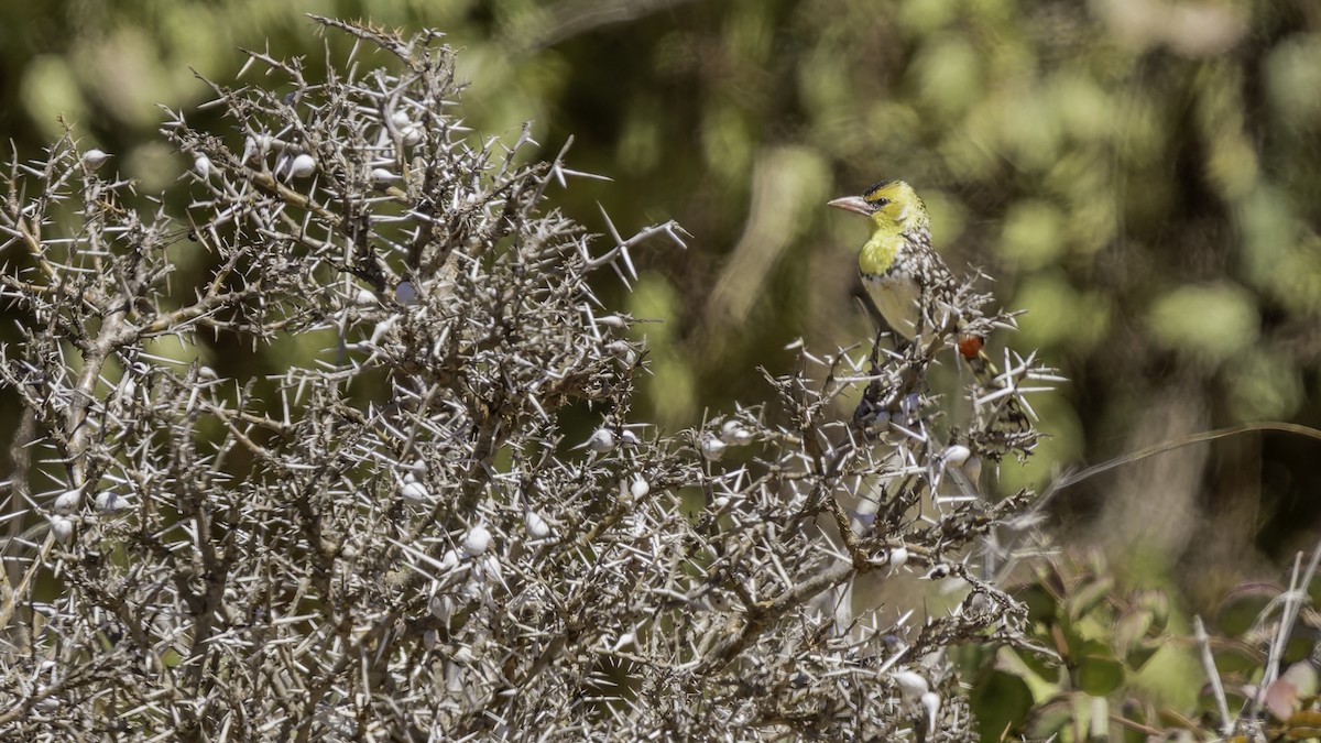 Yellow-breasted Barbet - ML636039894