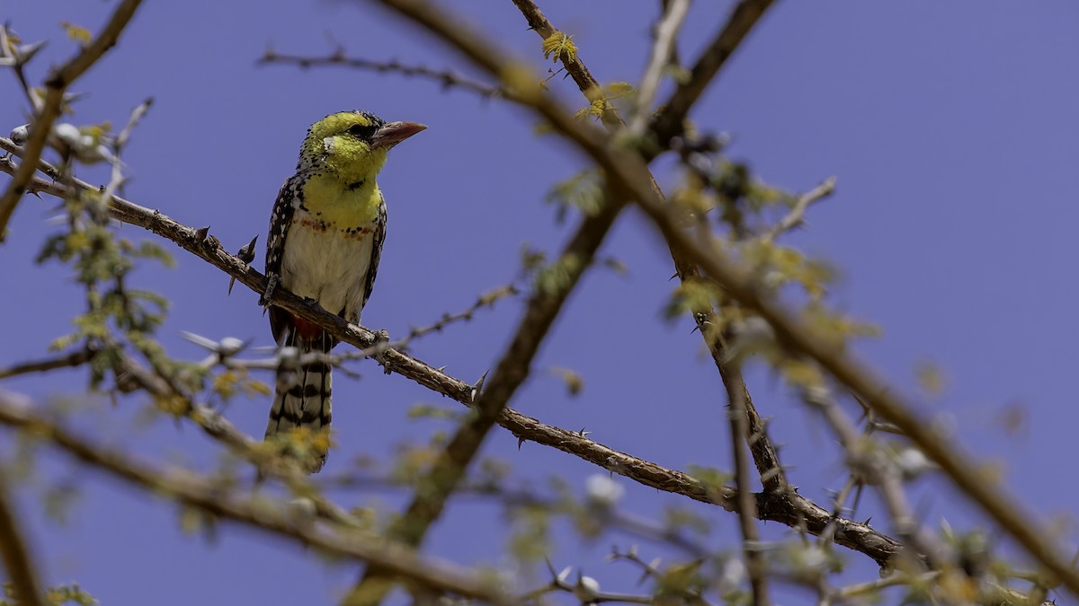 Yellow-breasted Barbet - ML636039896