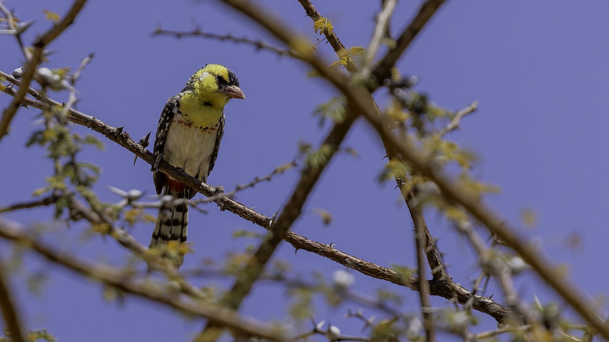 Yellow-breasted Barbet - ML636039897