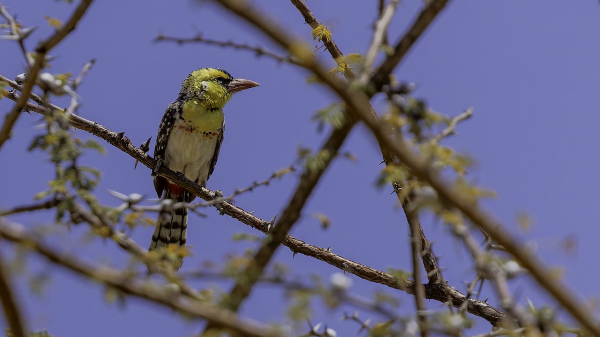 Yellow-breasted Barbet - ML636039898