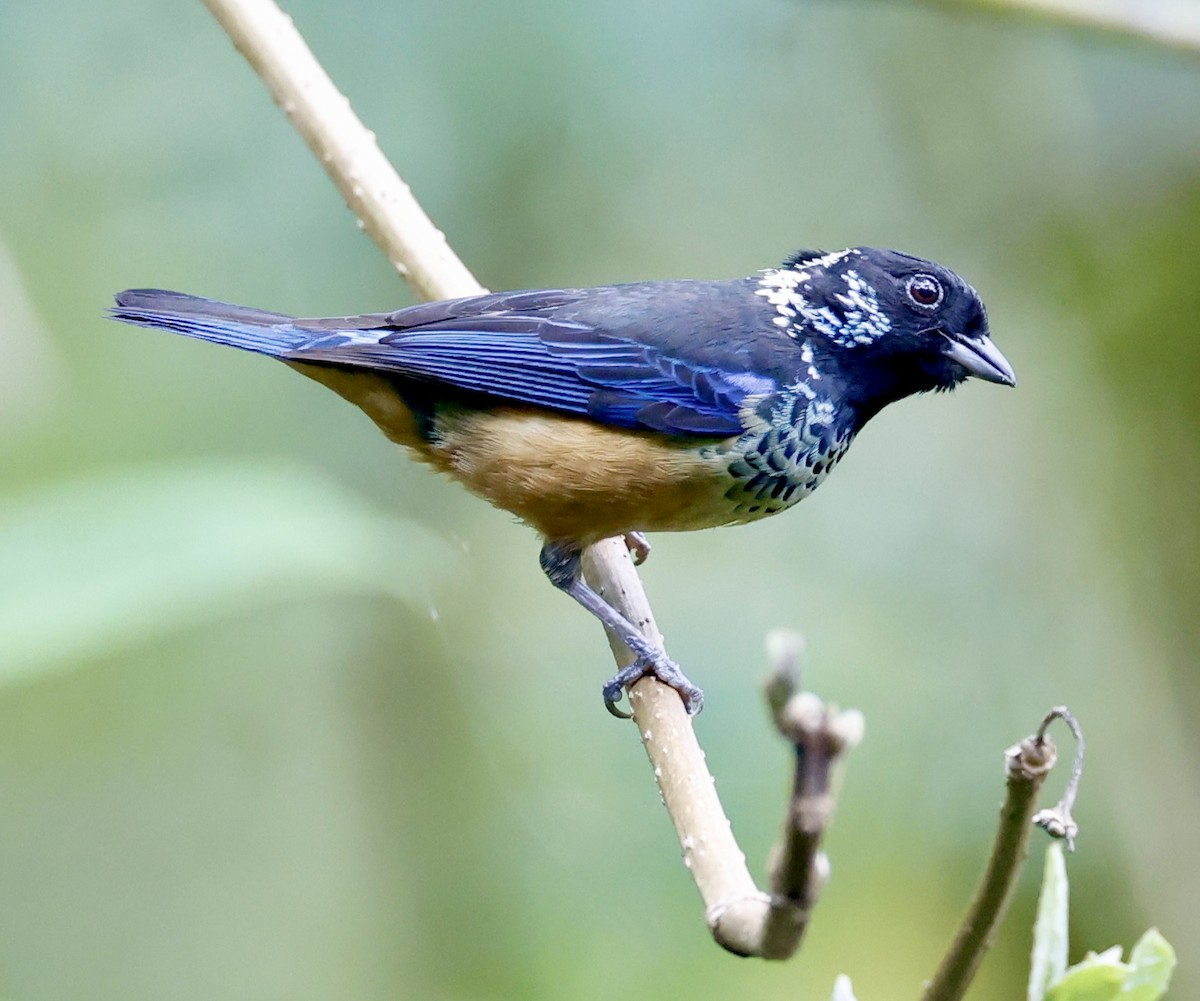 Spangle-cheeked Tanager - ML636039908