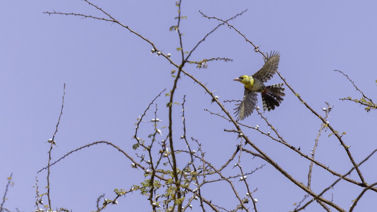 Yellow-breasted Barbet - ML636039911