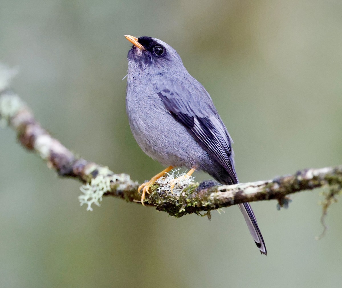 Black-faced Solitaire - ML636039983