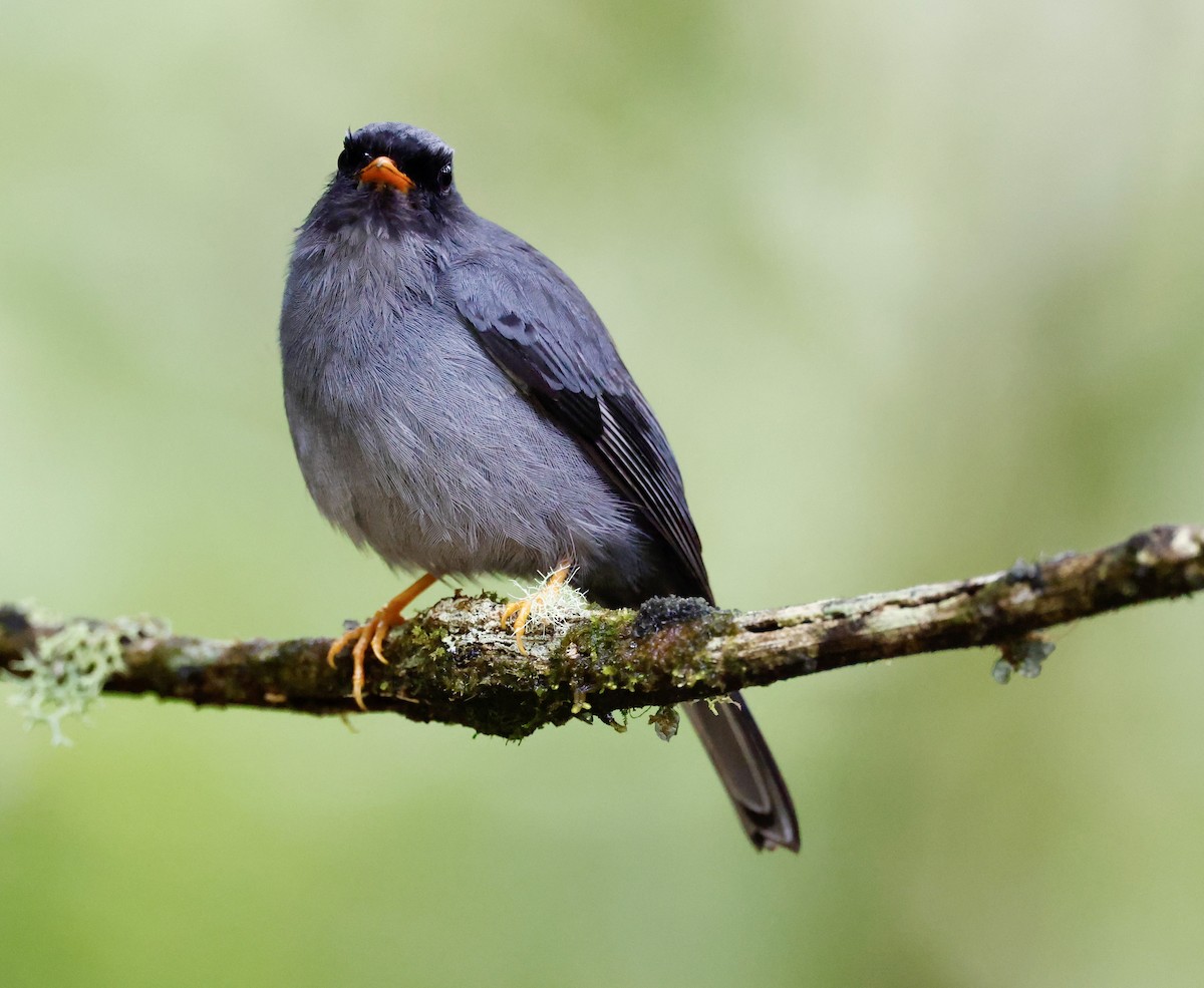 Black-faced Solitaire - ML636039984