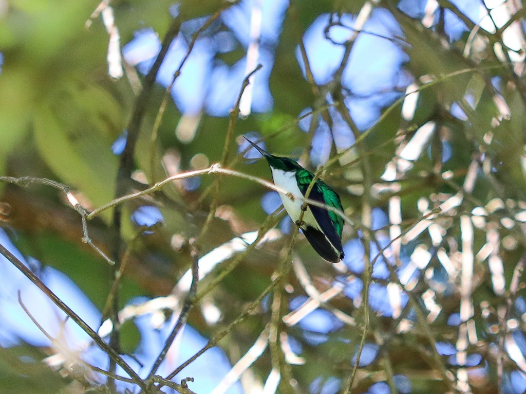 Black-eared Fairy - ML636040002