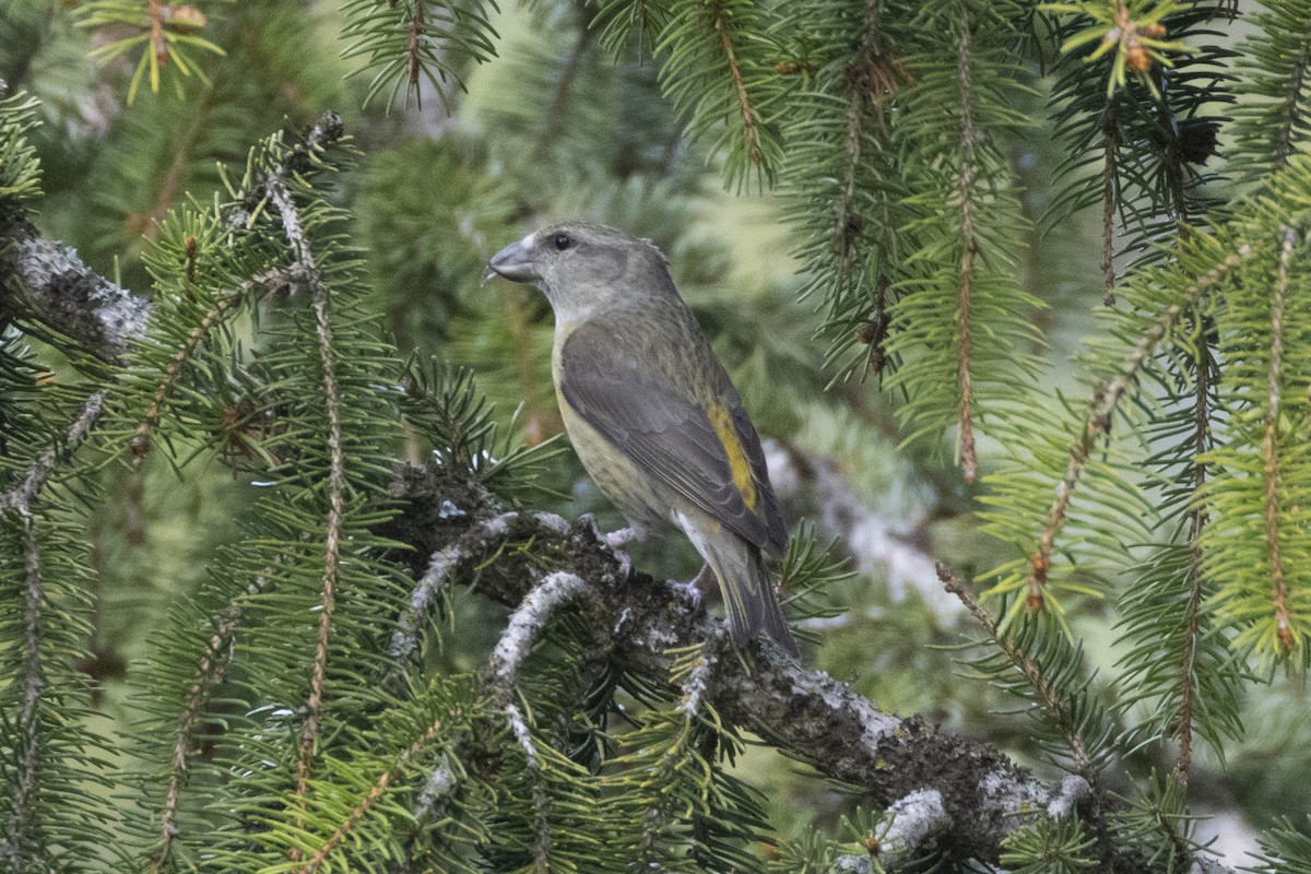Red Crossbill - ML636040018