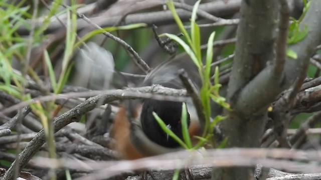 Spotted Towhee - ML636040045