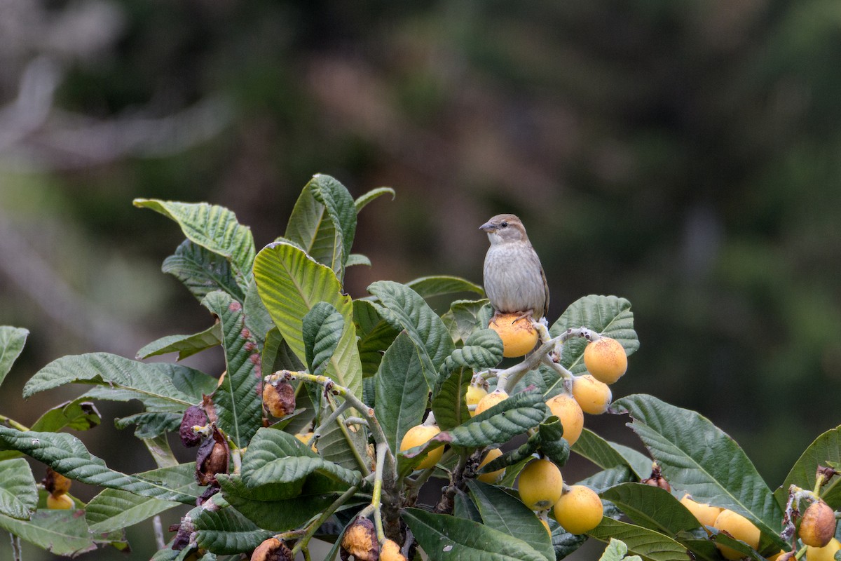 Italian Sparrow - ML636040046