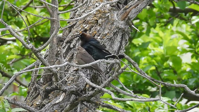Vacher à tête brune - ML636040102