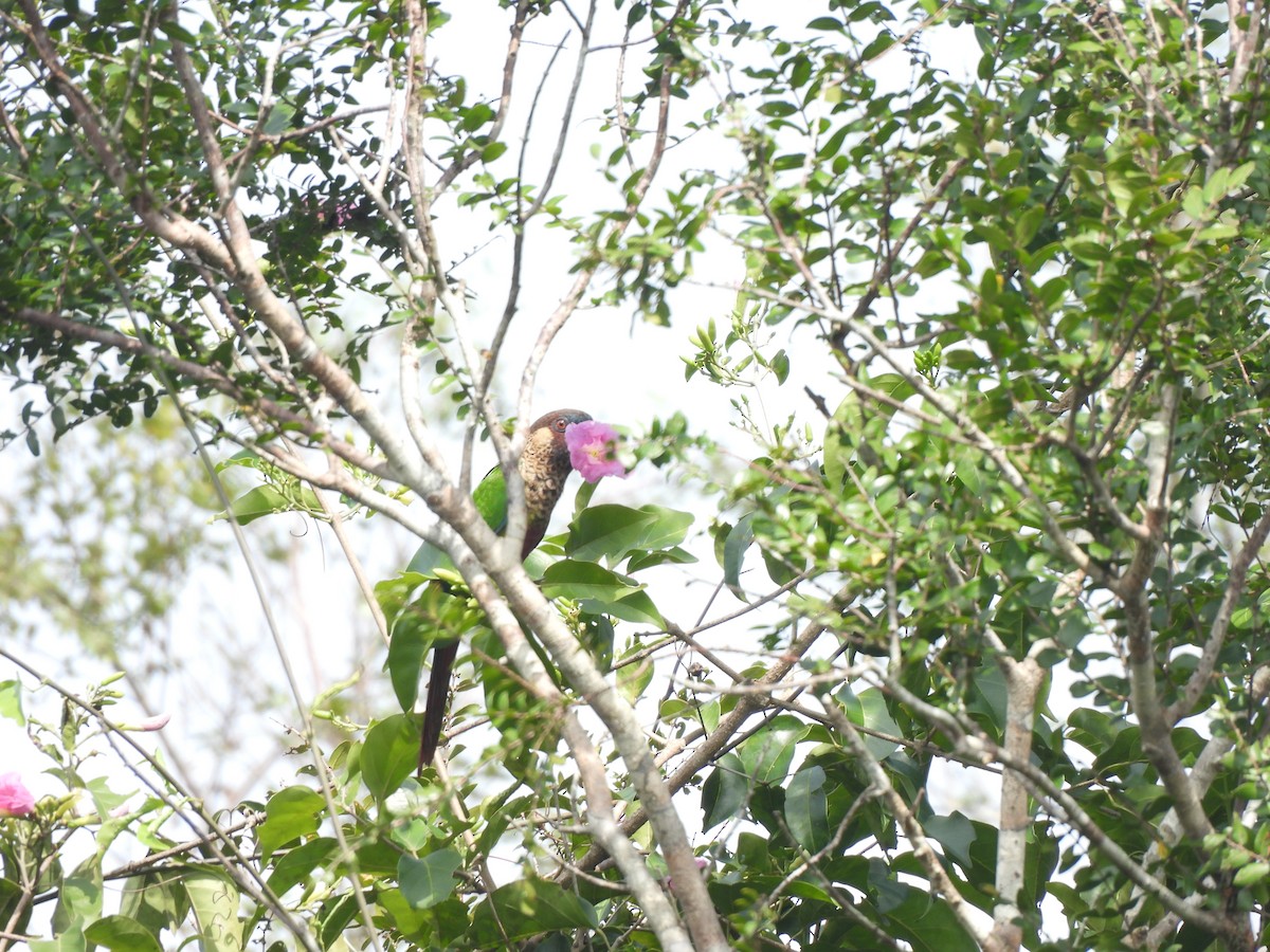 pyrura paráský (ssp. amazonum) - ML636040159