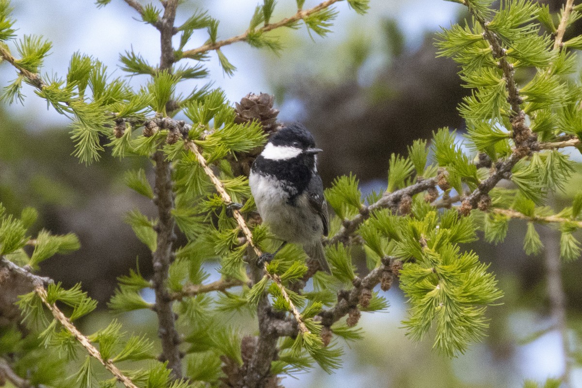 Coal Tit - ML636040229