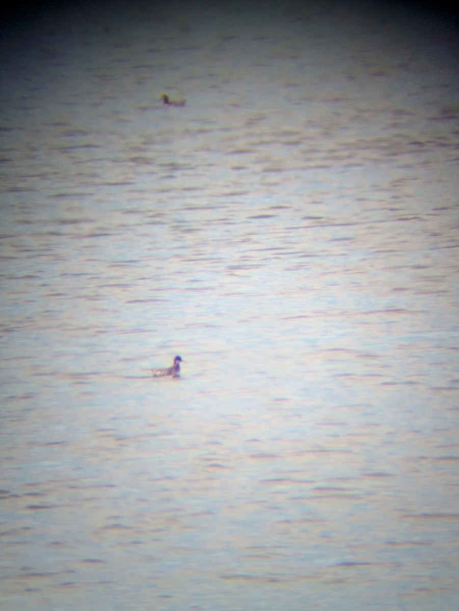 Red-necked Phalarope - ML636040393