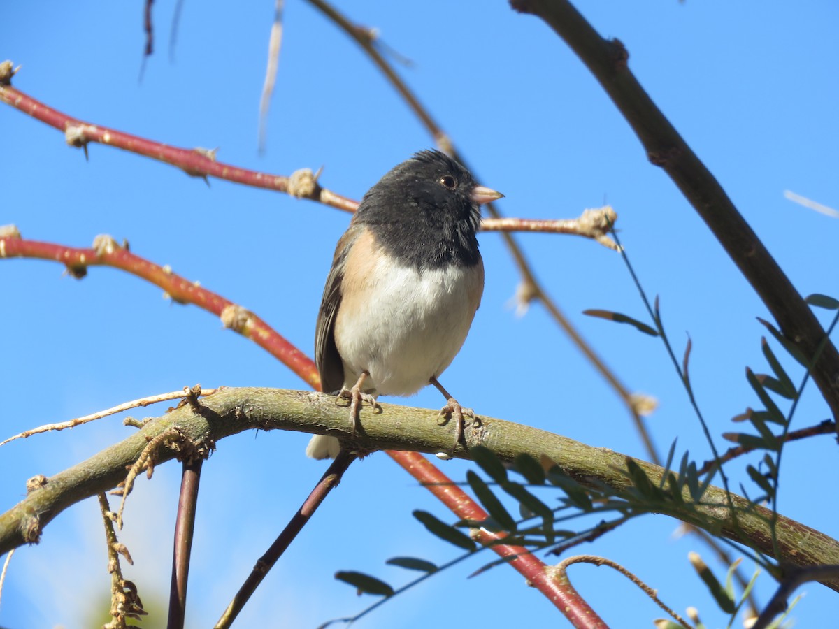 Dark-eyed Junco - ML636040405
