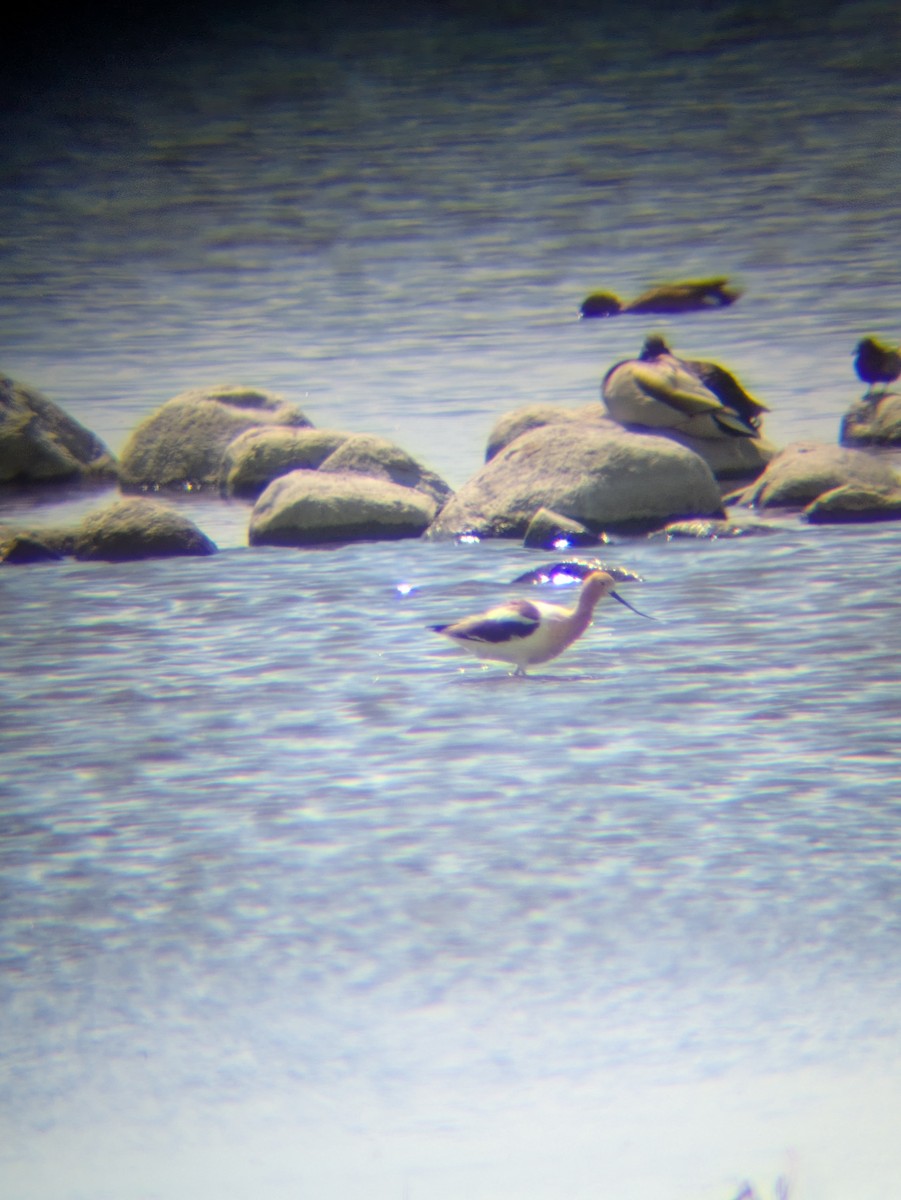 American Avocet - ML636040413