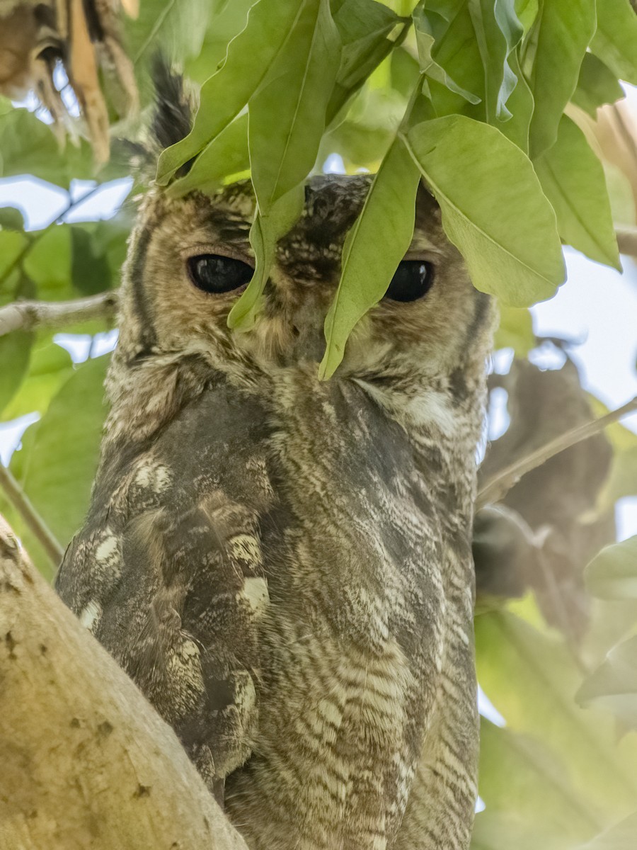 Grayish Eagle-Owl - ML636040439