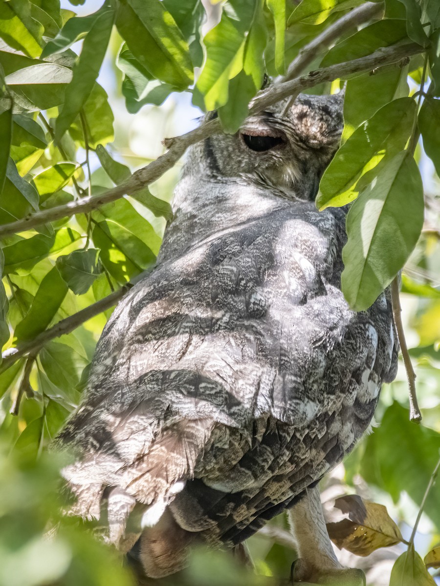 Grayish Eagle-Owl - ML636040440