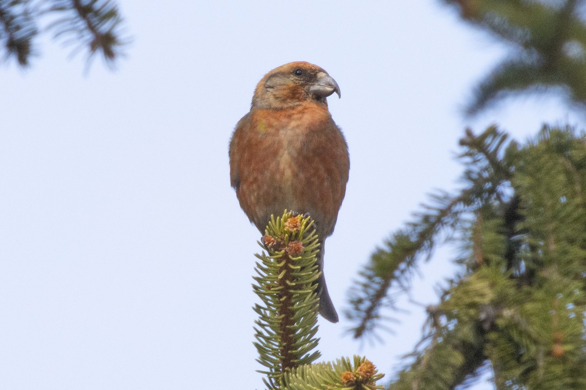 Red Crossbill - ML636040478