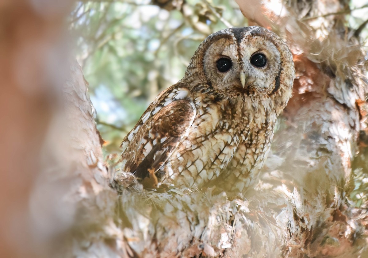 Tawny Owl - ML636040510