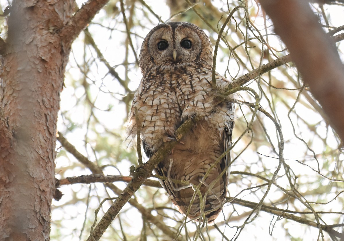 Tawny Owl - ML636040514