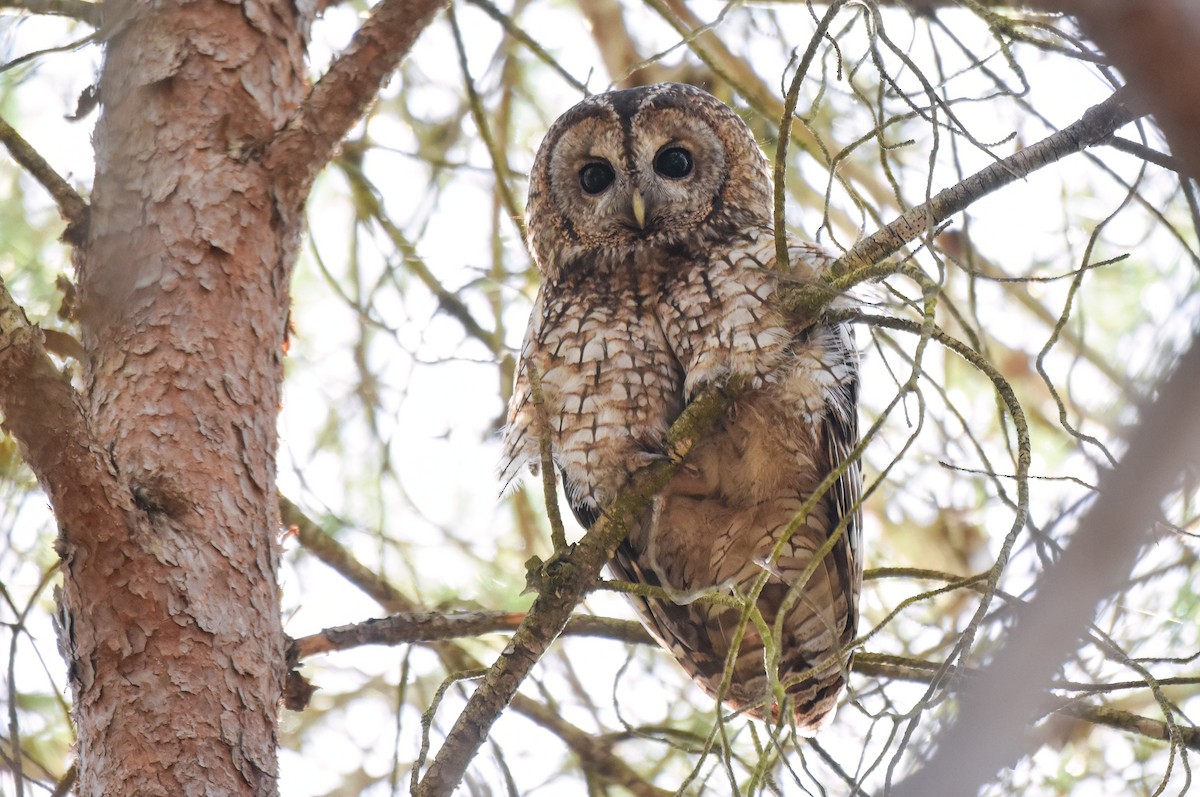 Tawny Owl - ML636040517