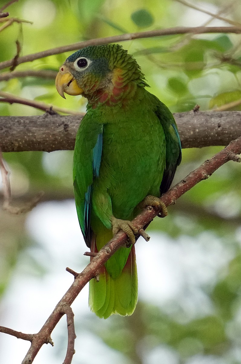 Yellow-billed Amazon - ML636040580
