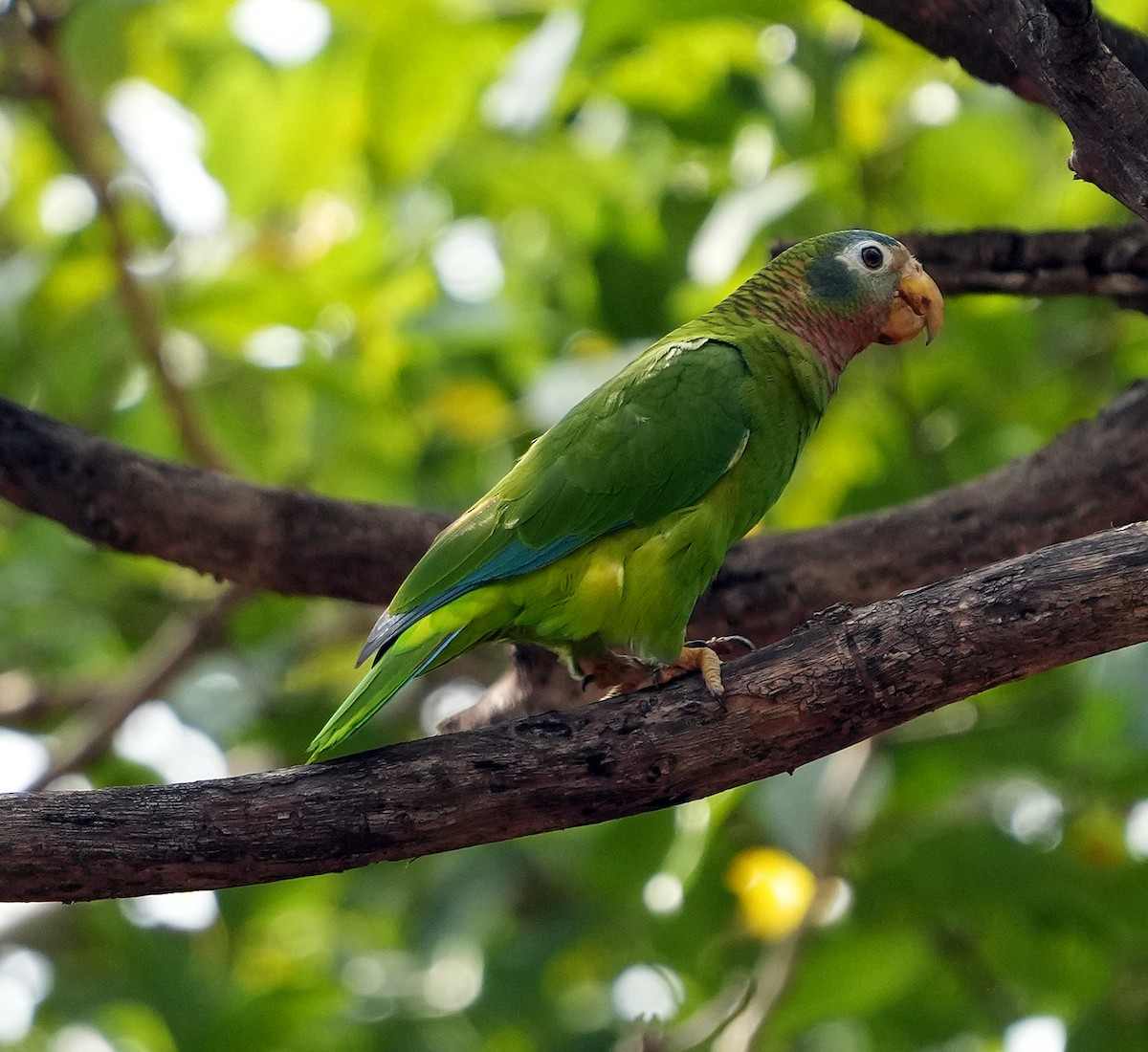 Yellow-billed Amazon - ML636040582
