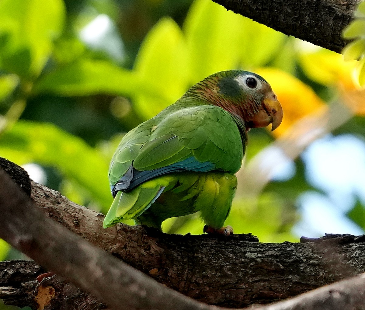 Yellow-billed Amazon - ML636040584