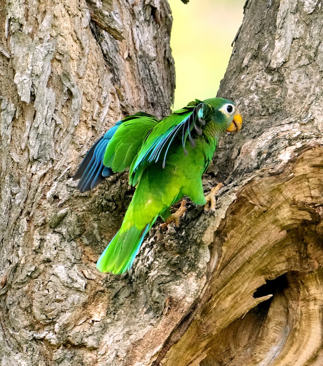 Yellow-billed Amazon - ML636040585