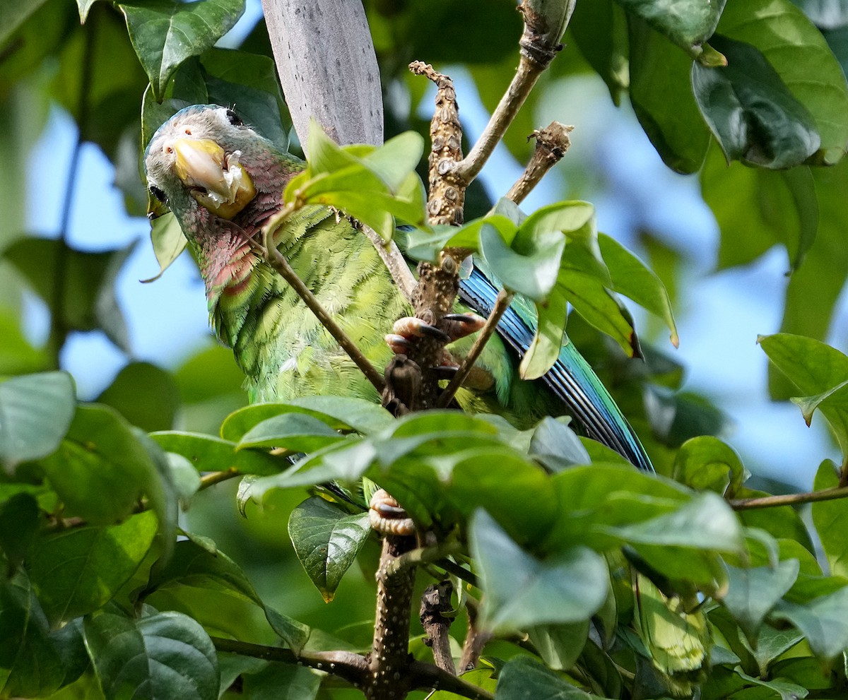 Yellow-billed Amazon - ML636040587