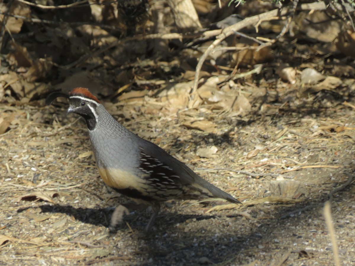 Gambel's Quail - ML636040641