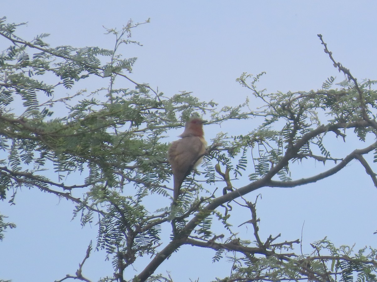 Dwarf Cuckoo - ML636040670