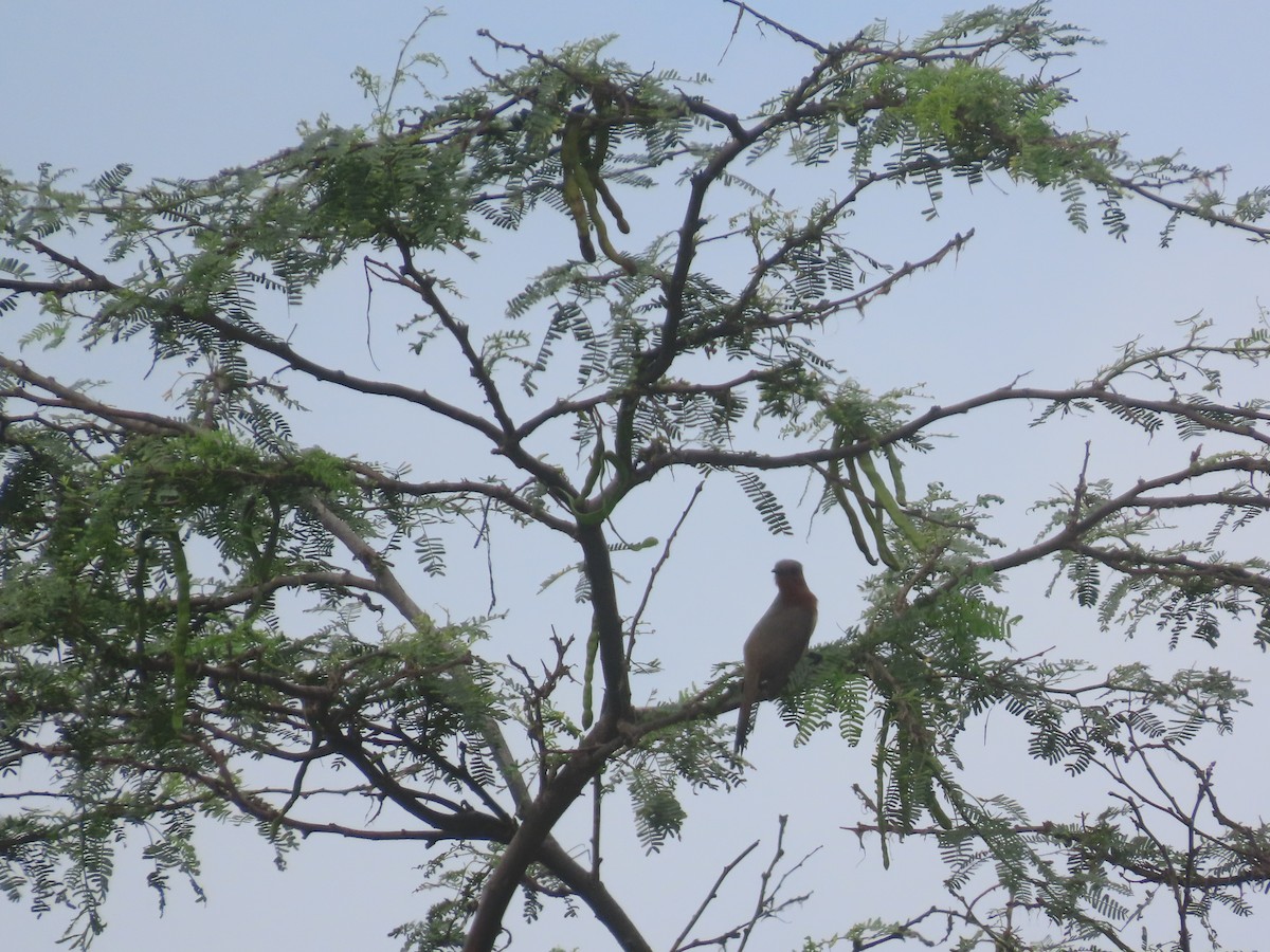 Dwarf Cuckoo - ML636040671