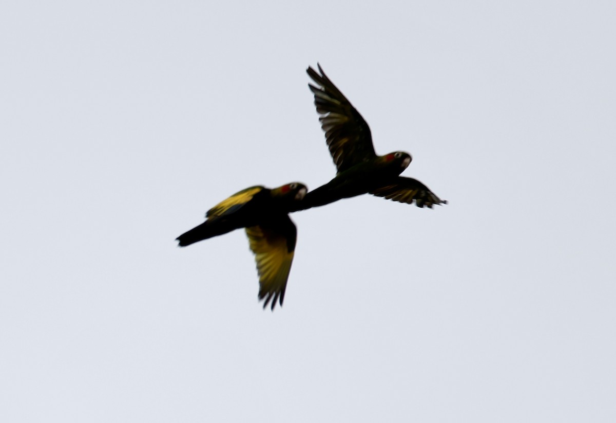 Sulphur-winged Parakeet - ML636040724
