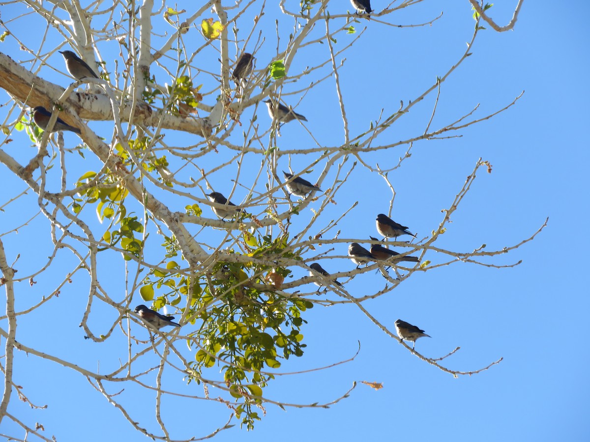 Western Bluebird - ML636040754