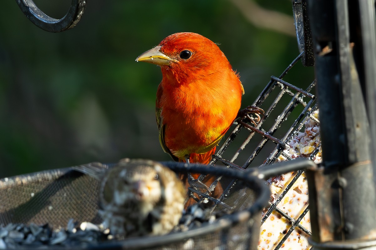 Summer Tanager - ML636040819