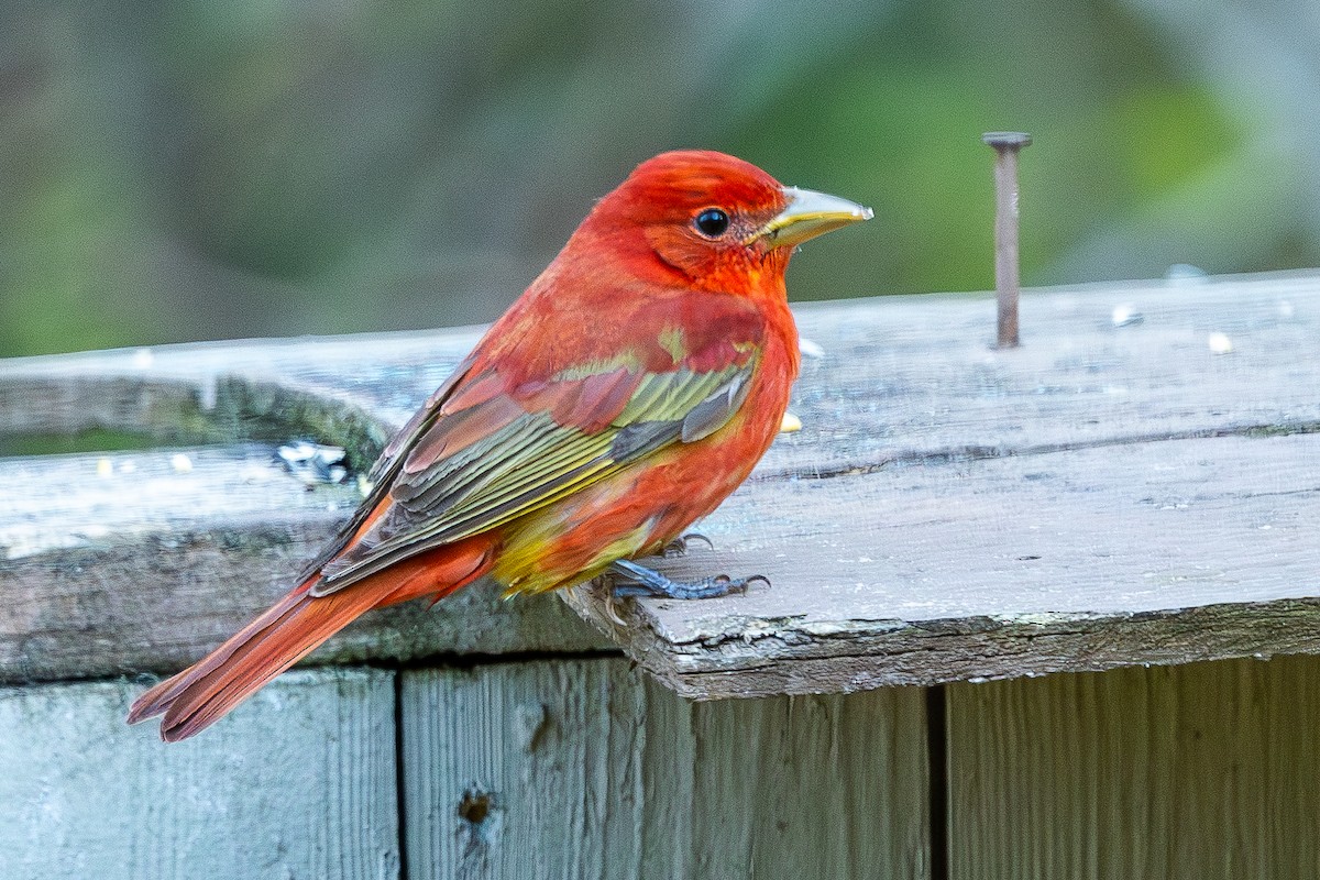 Summer Tanager - ML636040824
