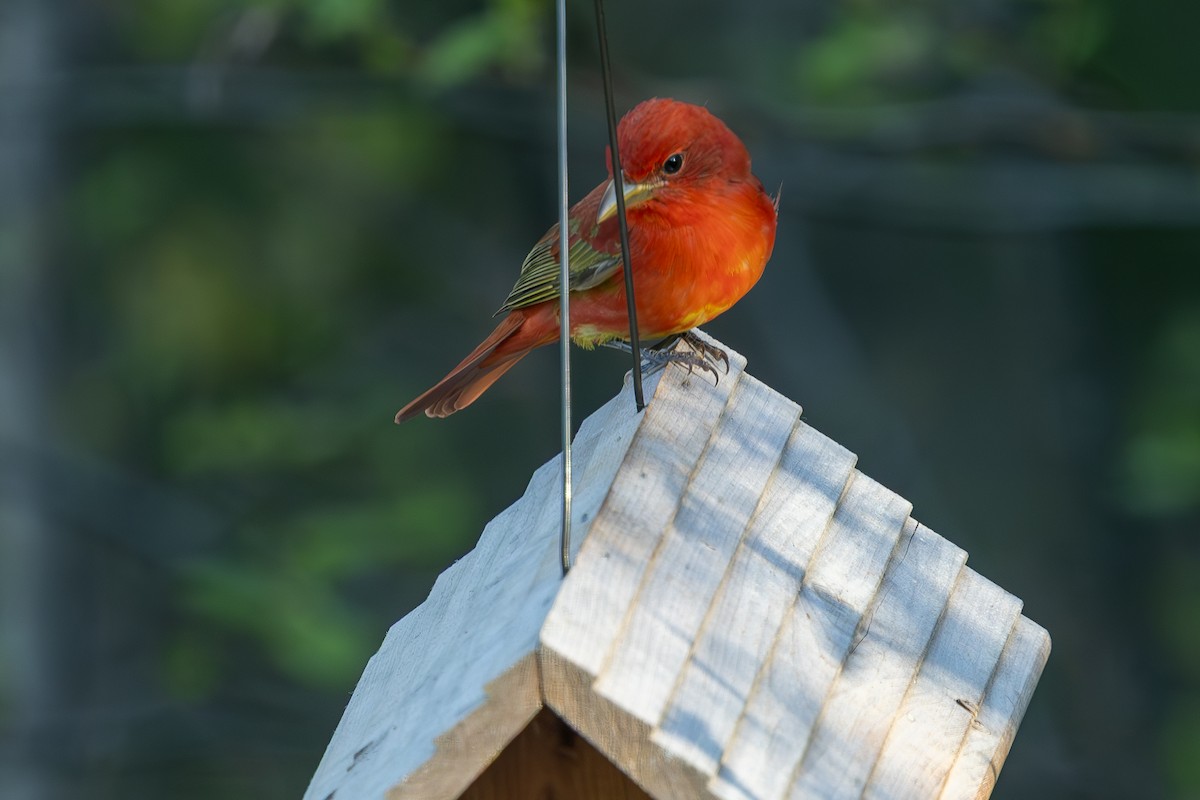 Summer Tanager - ML636040825