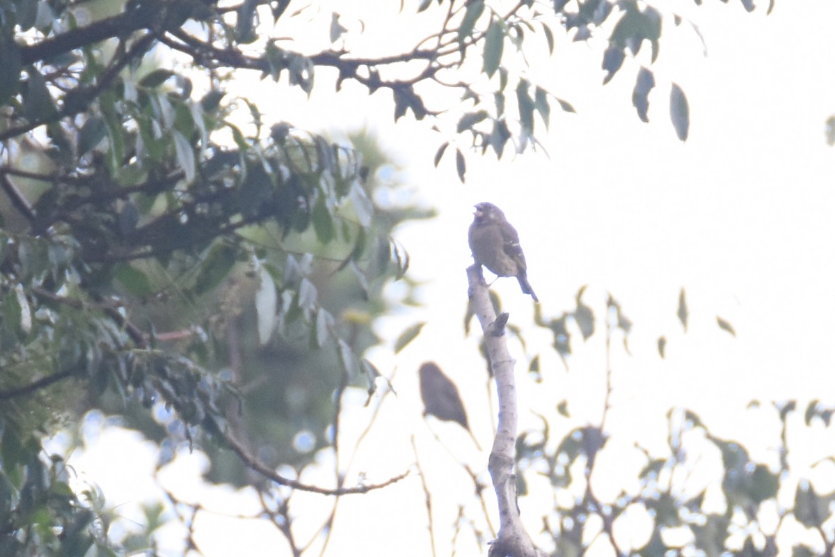Serin de Burton - ML636040845