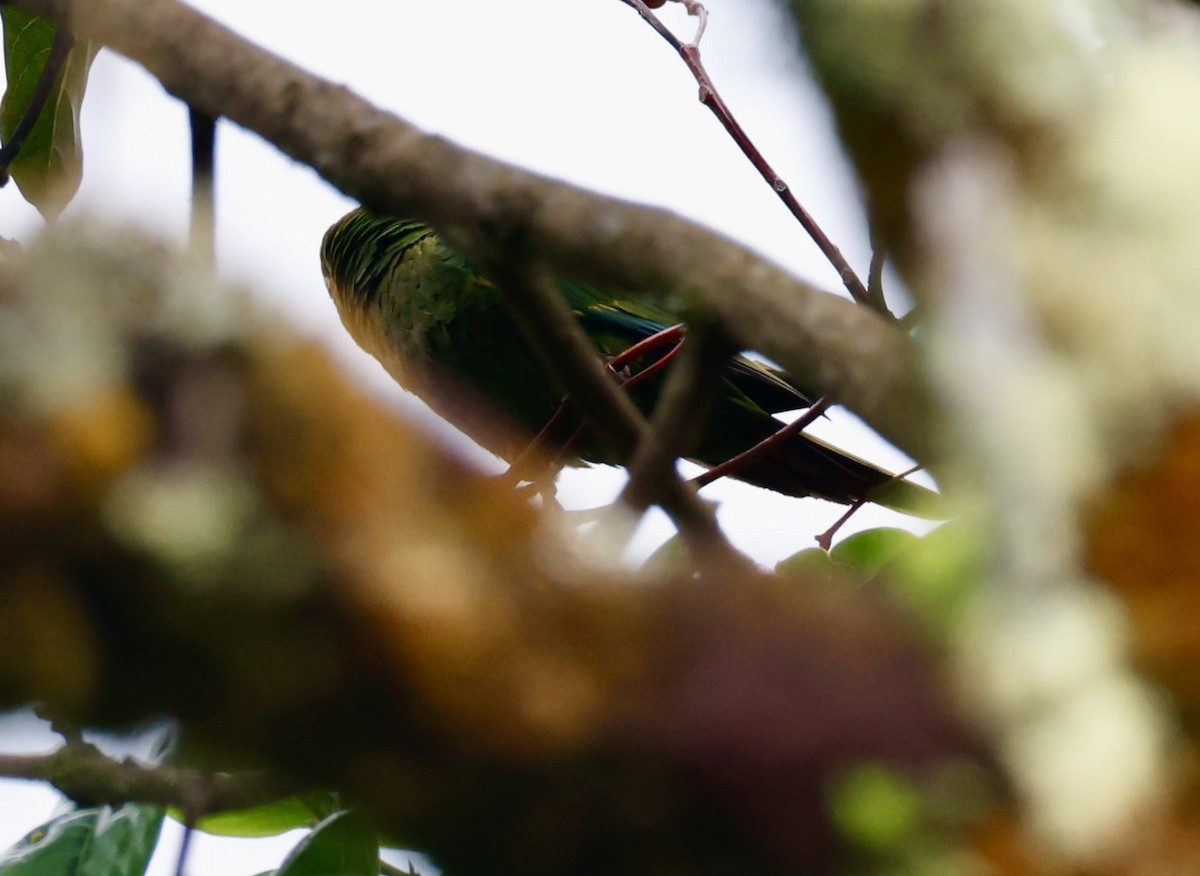 Sulphur-winged Parakeet - ML636040874