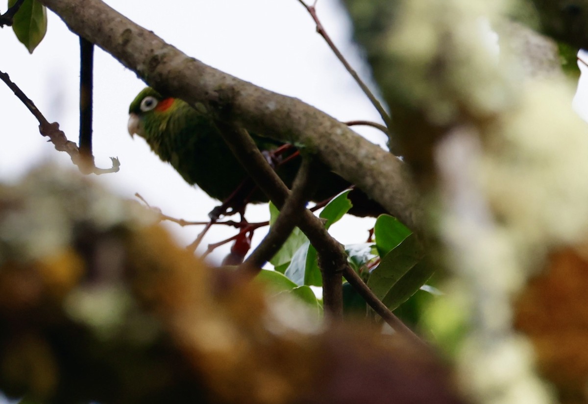 Sulphur-winged Parakeet - ML636040875