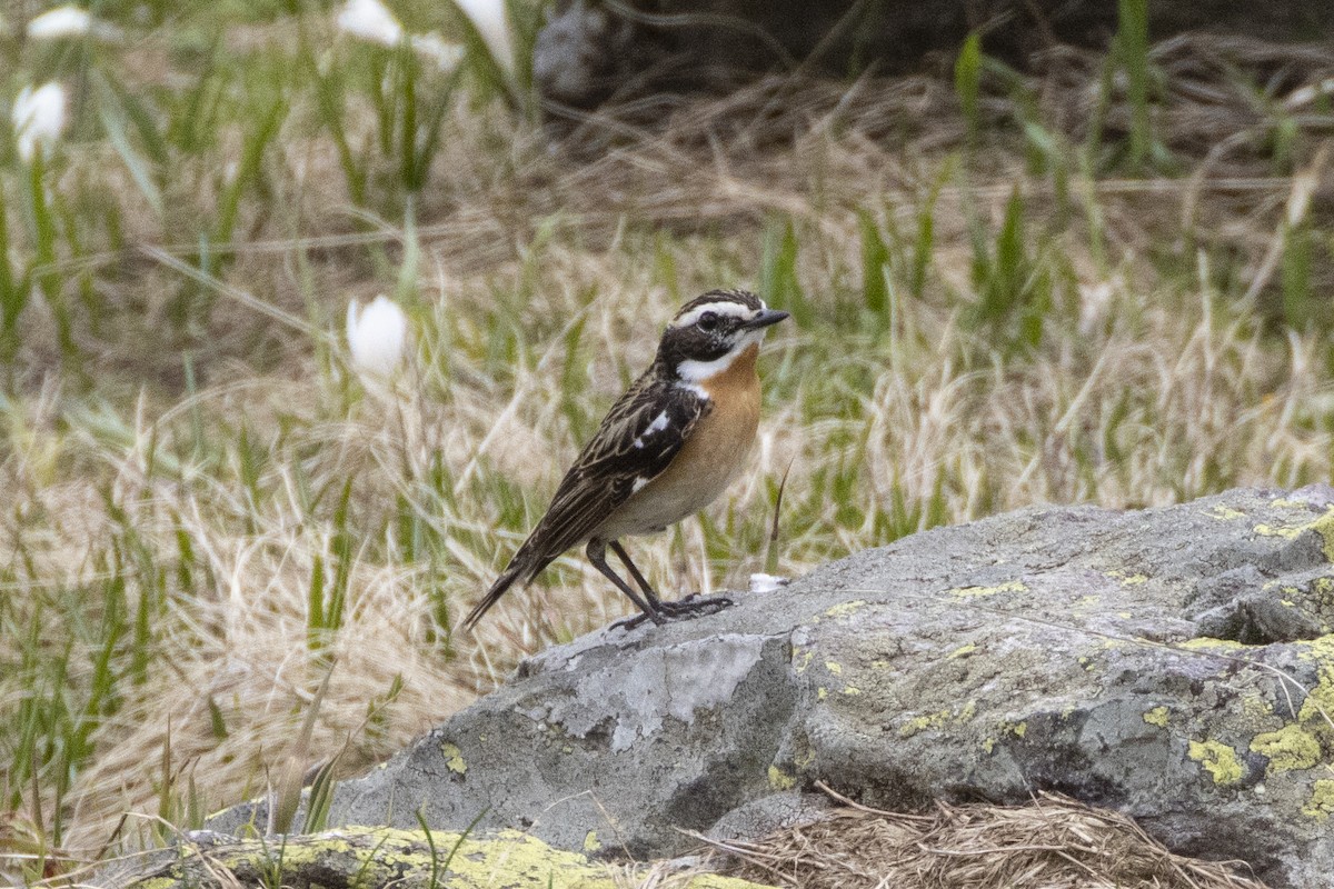 Whinchat - ML636040923