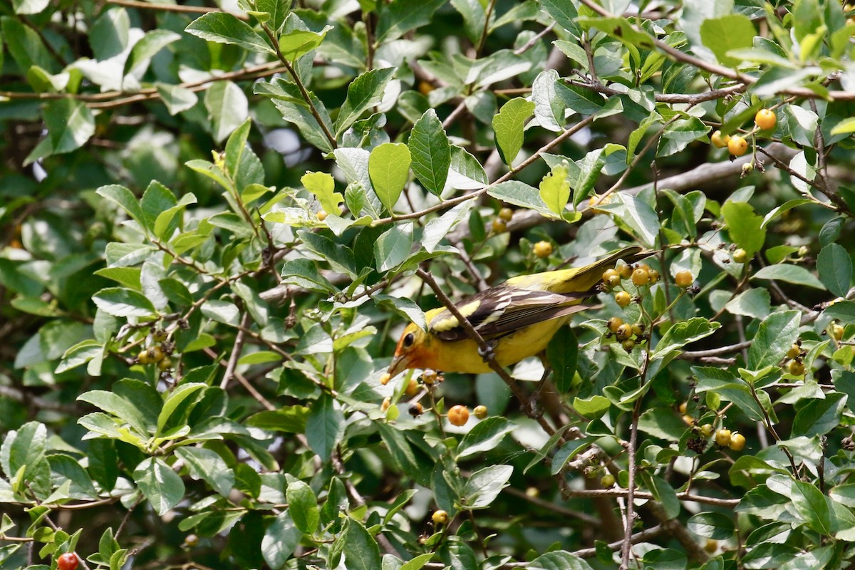 Piranga à tête rouge - ML636040992