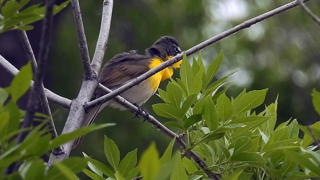 Yellow-breasted Chat - ML636041056